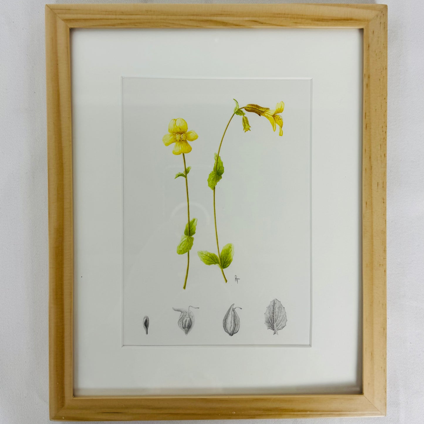 Seep Monkey Flower