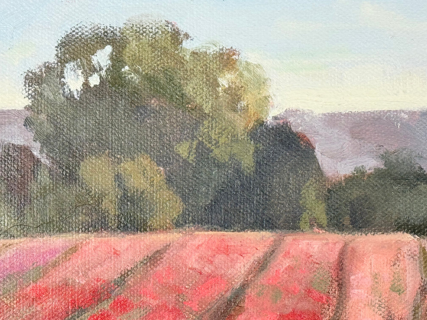 Wasco Rose Field
