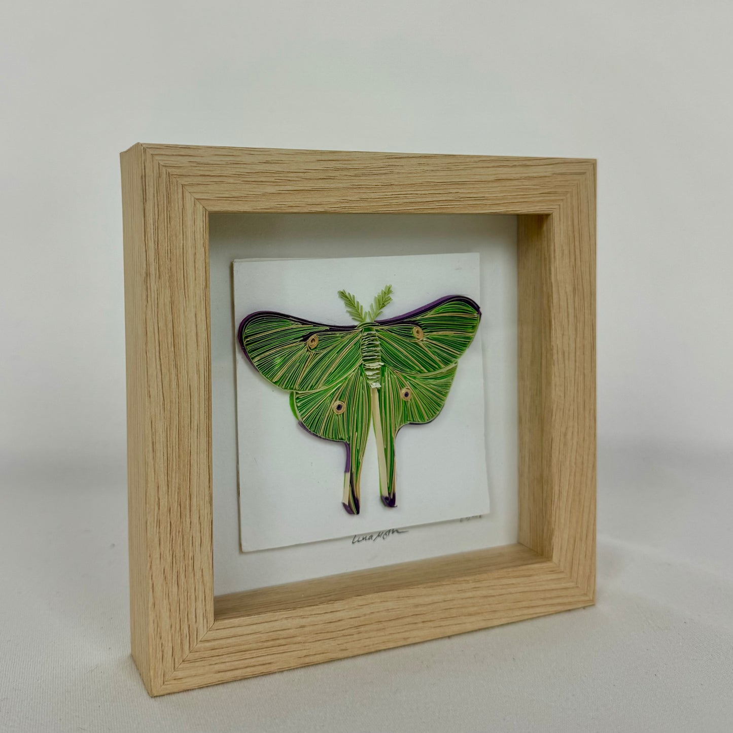 Luna Moth 2