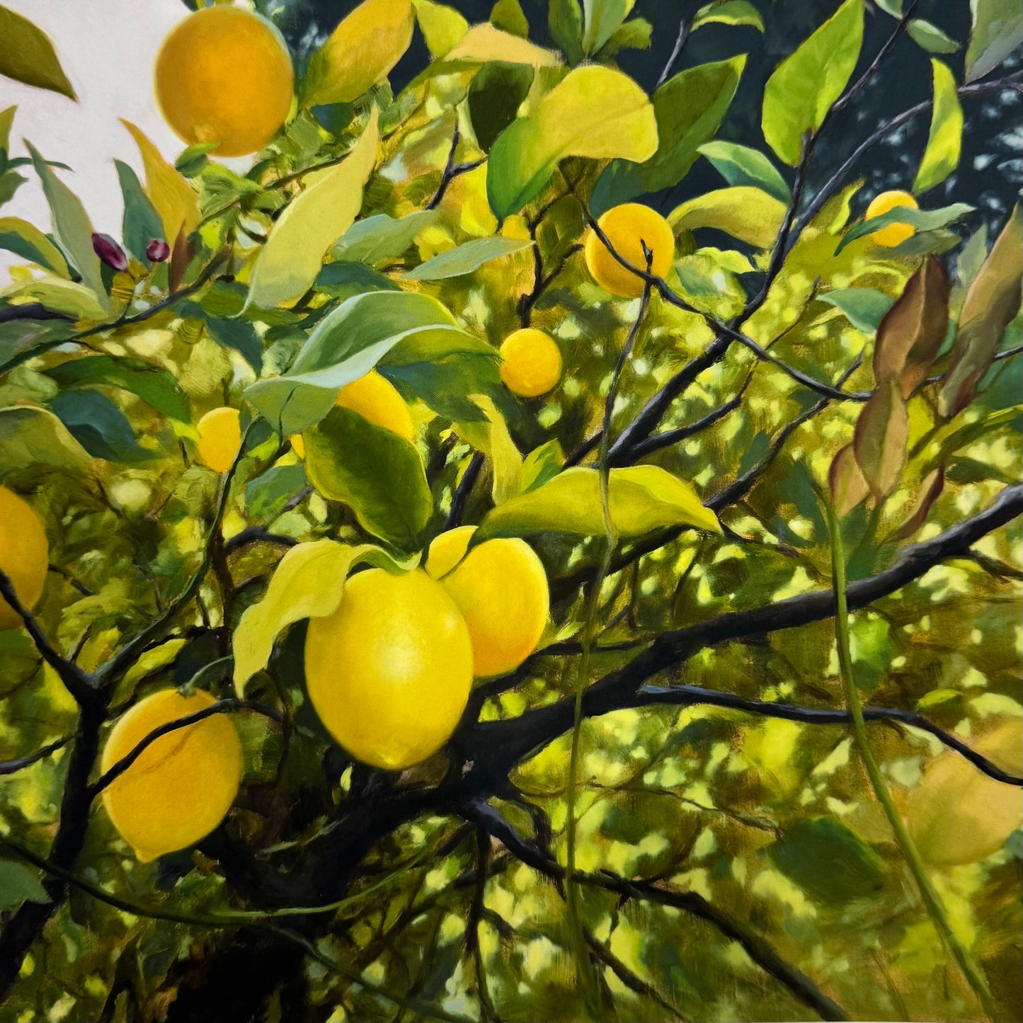 Meyer Lemons Prints