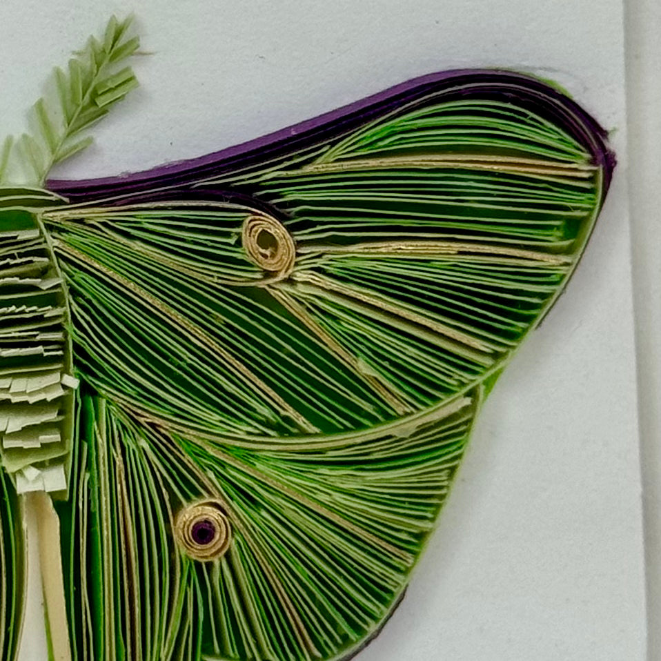Luna Moth 2