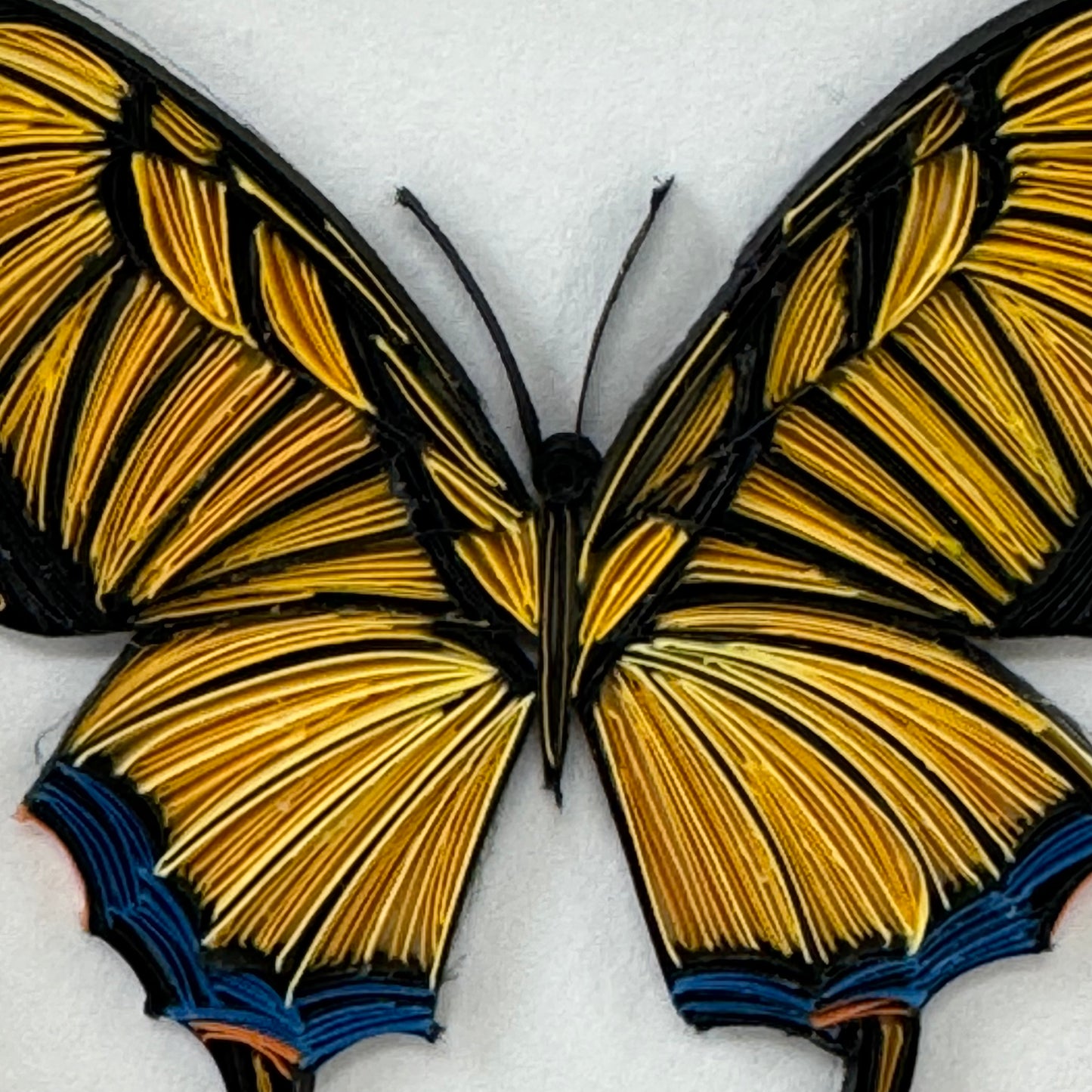 Swallowtail