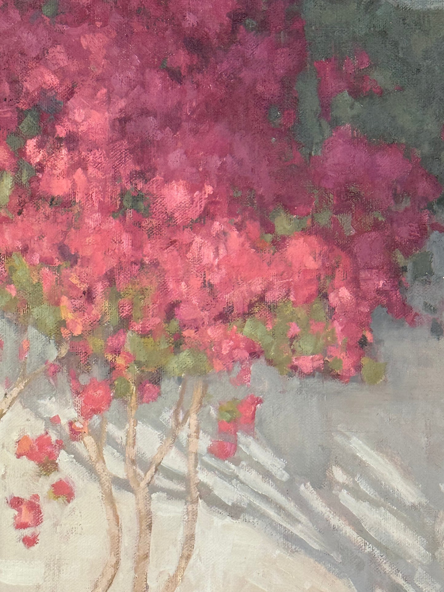 Bougainvillea Boon
