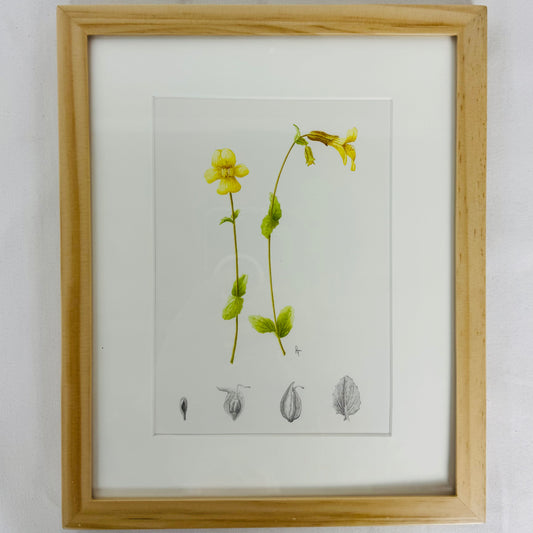 Seep Monkey flower