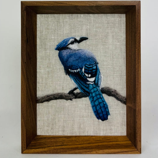 Steller's Jay II