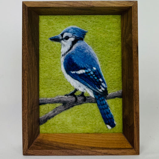 Steller's Jay I