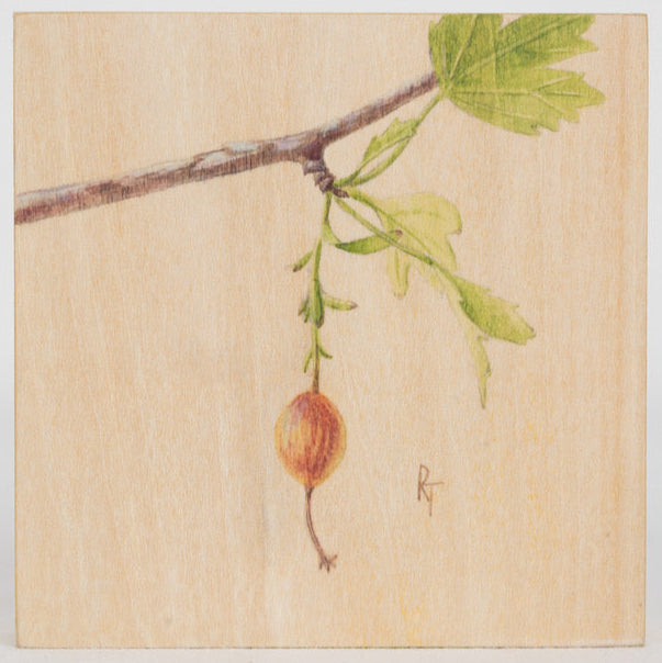 Golden Currant