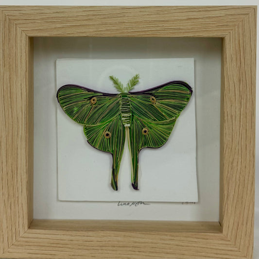 Luna Moth 2