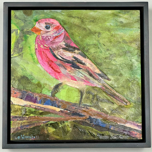 House Finch