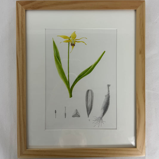 Glacier Lily